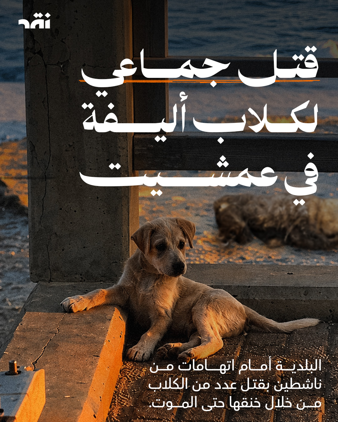 قتل جماعي لكلاب أليفة في عمشيت