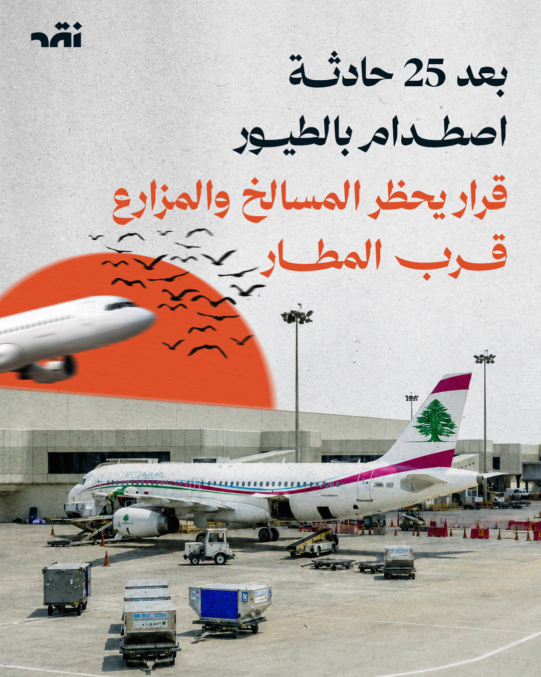 بعد 25 حادثة اصطدام بالطيور قرار يحظر المسالخ والمزارع قرب المطار